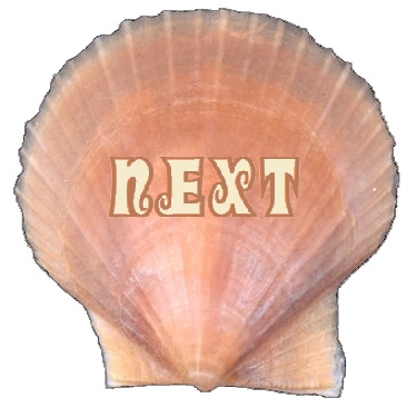 scallop shell NEXT button