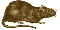 rat